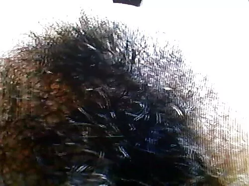 Фенове на Favorite